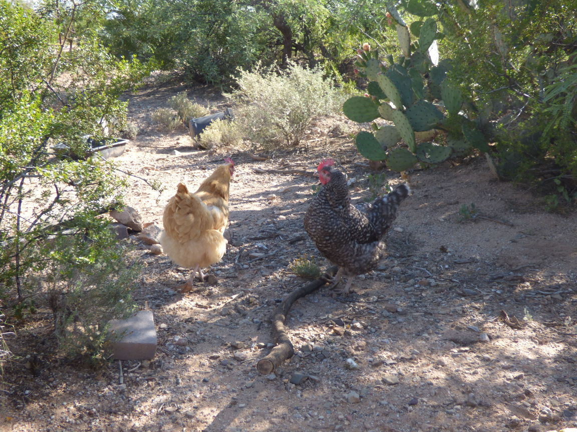 Readers show their chickens